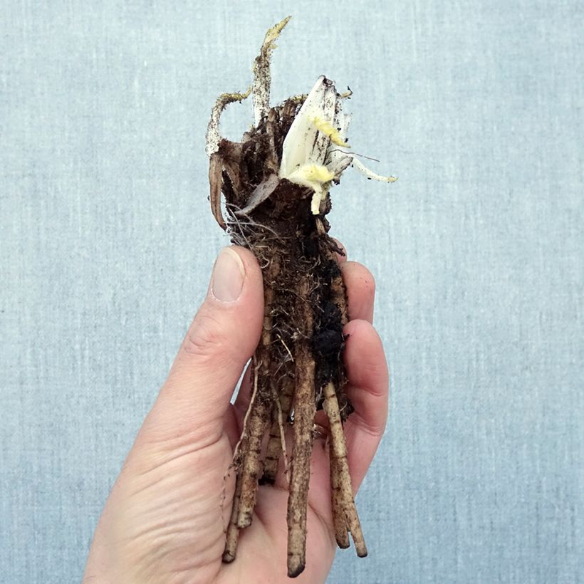 Example of Pavot d'Orient Manhattan - Papaver orientale Naakte wortel as you get in hiver