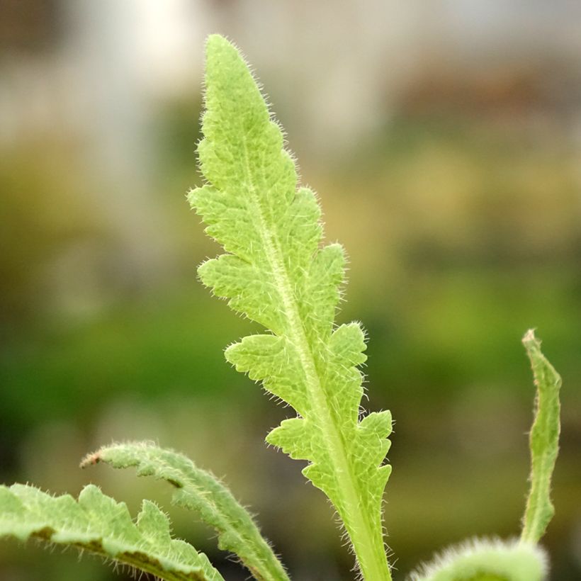 Papaver orientale Marlene - Oosterse papaver (Blad)