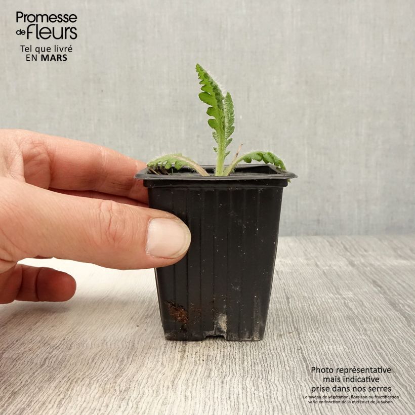 Exemplaar van Papaver orientale Princess Victoria Louise - Oosterse papaver Kweekpotje van 7/8 cm zoals geleverd in de lente