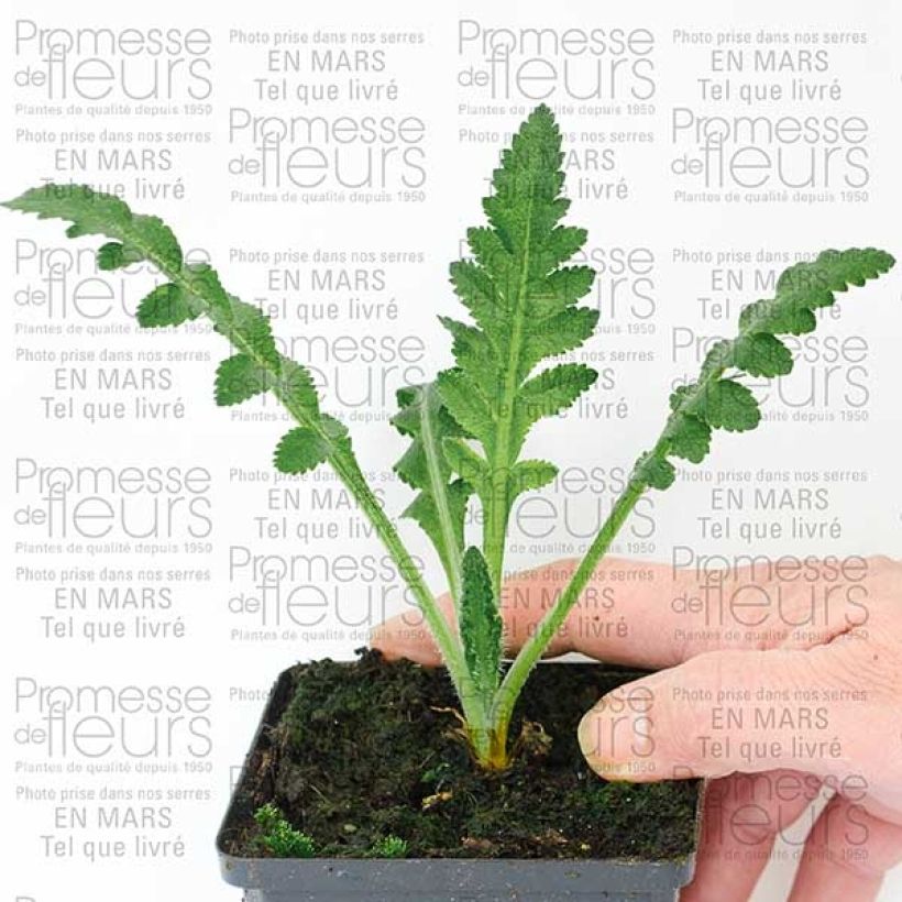 Voorbeeld van een exemplaar van Papaver orientale Queen Alexandra - Oosterse papaver Kweekpotje van 8/9 cm zoals geleverd