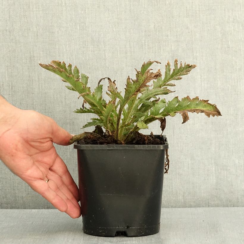 Exemplaar van Papaver orientale Pink Perfection - Oosterse papaver Pot van 2 l/3 l zoals geleverd in de zomer