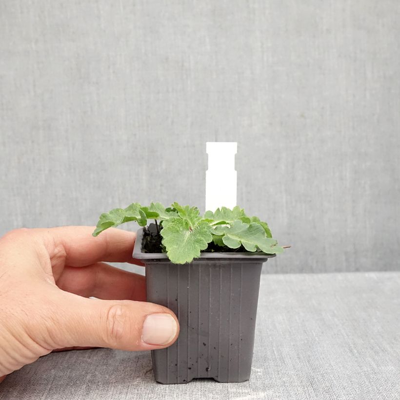 Example of Papaver orientale Red Rumble - Oosterse papaver Kweekpotje van 8/9 cm as you get in automne