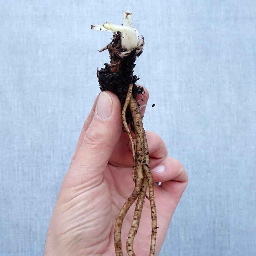 Example of Papaver orientale Royal Chocolate Distinction - Oosterse papaver Naakte wortel as you get in hiver