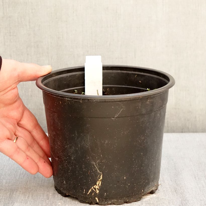 Example of Papaver orientale Royal Chocolate Distinction - Oosterse papaver Pot van 2 l/3 l as you get in hiver