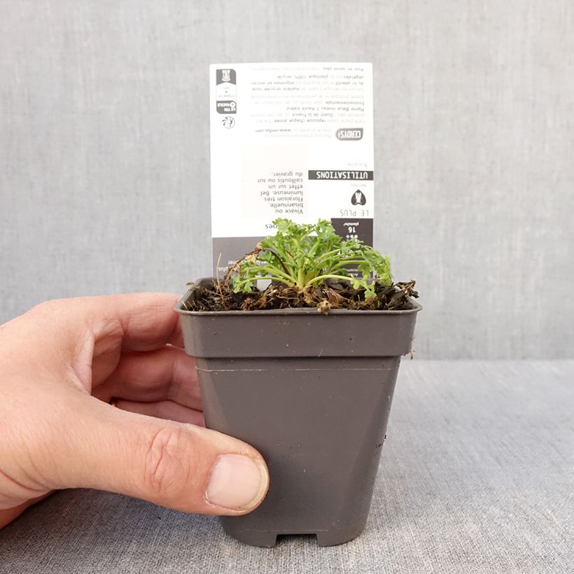 Exemplaar van Pavot des Alpes - Papaver alpinum Godet de 8/9 cm zoals geleverd in de winter