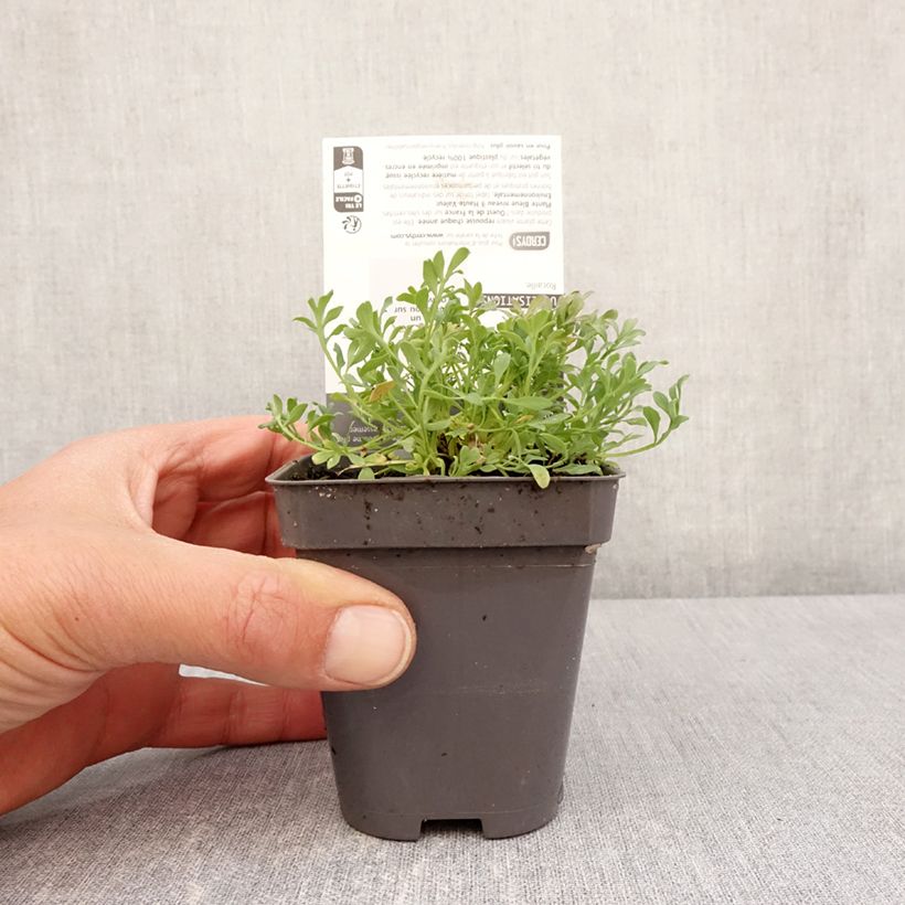 Exemplaar van Papaver alpinum - Alpenklaproos Kweekpotje van 8/9 cm zoals geleverd in de lente