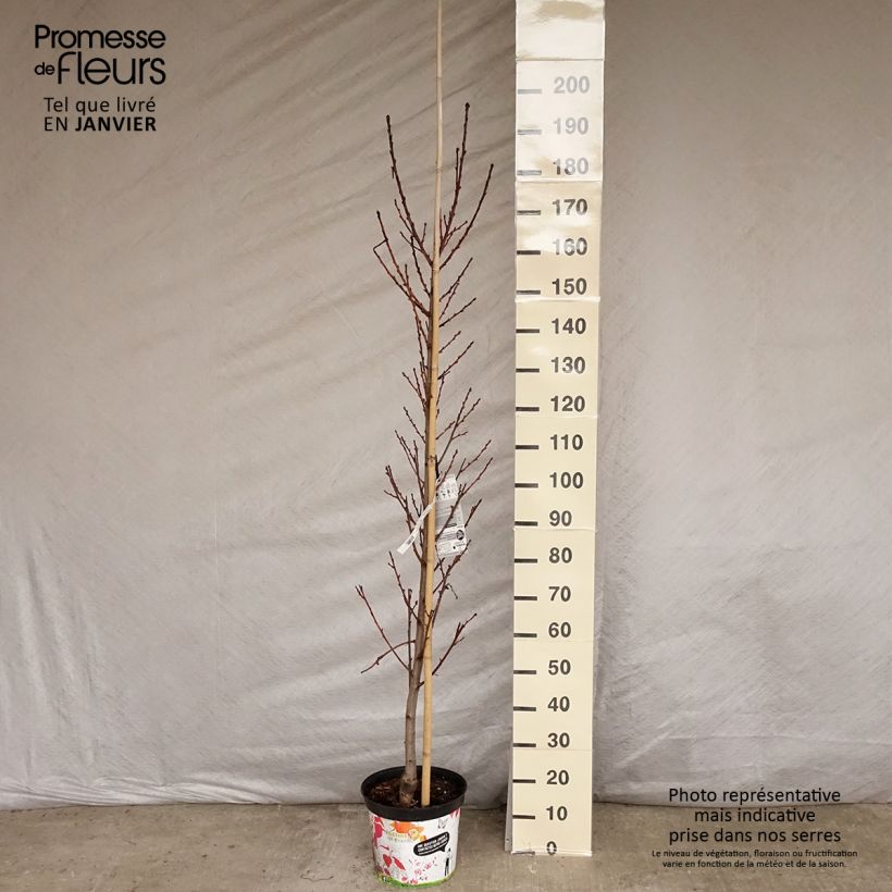Example of Pêcher à fleurs - Prunus persica Taoflora Red Pot van 7,5 l/10 l as you get in hiver