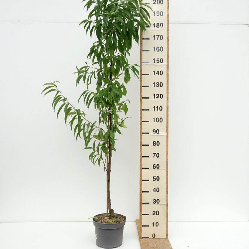 Exemplaar van Prunus persica Taoflora Red biologisch - Perzik Pot van 7,5 l/10 l, Kroonhoogte zoals geleverd in de zomer