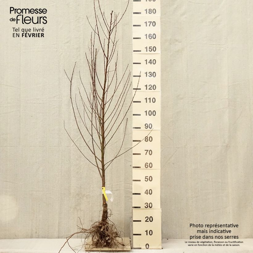 Exemplaar van Perzik Amsden Naakte wortel, Kelkvormig zoals geleverd in de winter