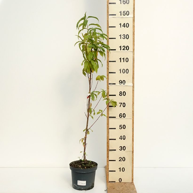Exemplaar van Perzik Amsden Pot van 7,5 l/10 l, Kelkvormig zoals geleverd in de zomer
