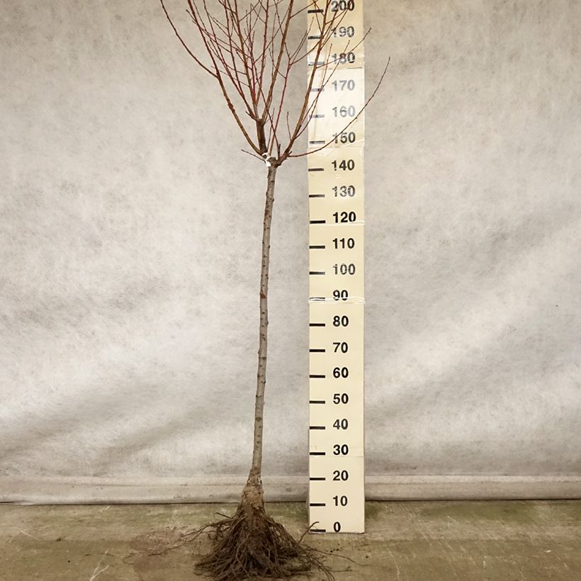 Exemplaar van Pêcher Andromède - Prunus persica Grandes Racines nues, Demi-Tige zoals geleverd in de herfst
