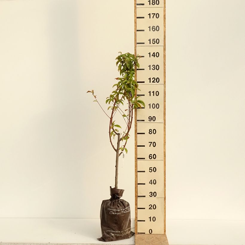 Exemplaar van Perzik Andromède Plantklare kluit, Kelkvormig zoals geleverd in de zomer