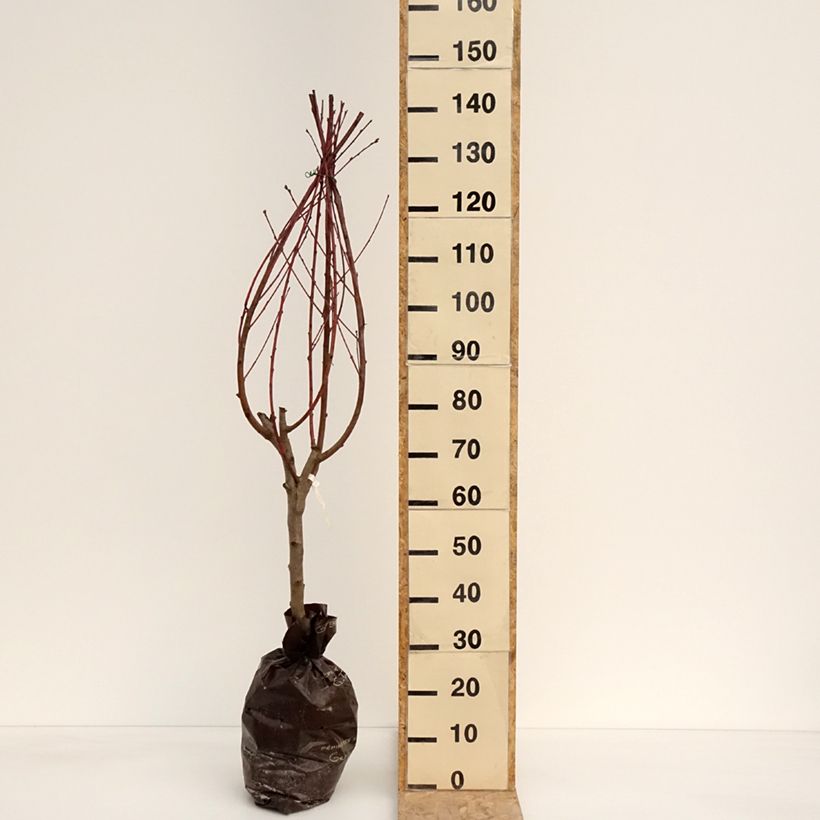 Exemplaar van Perzik Andromède Plantklare kluit, Kelkvormig zoals geleverd in de lente