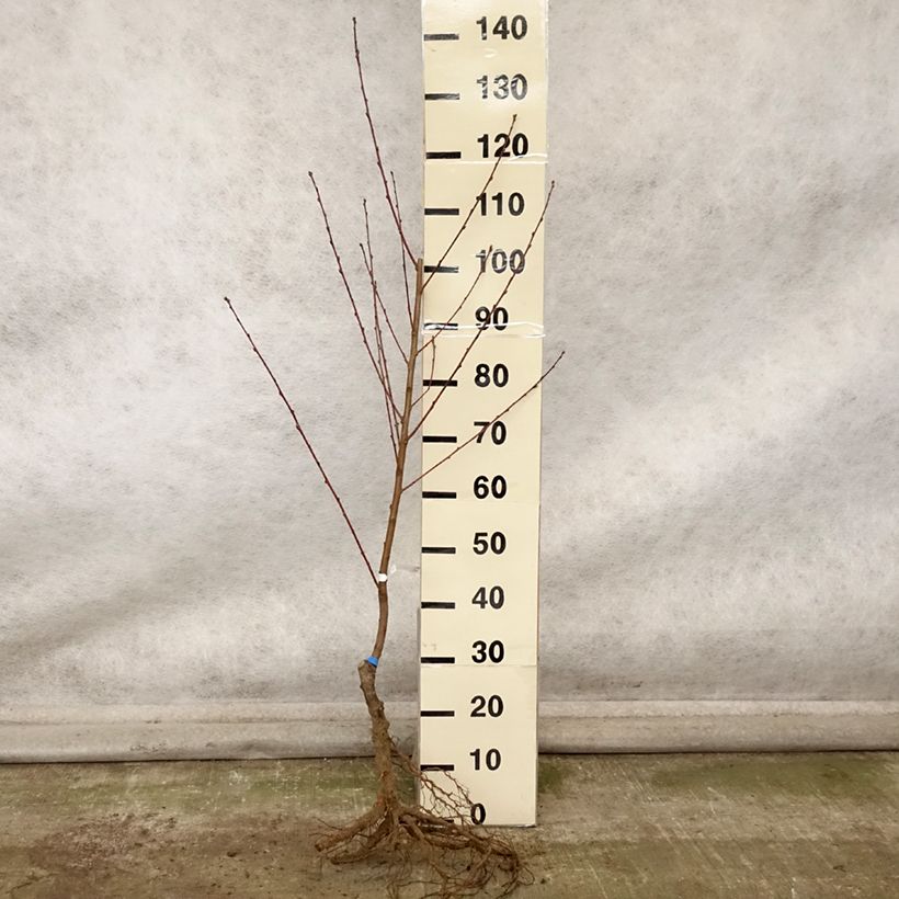 Exemplaar van Pêcher Andromède - Prunus persica Grandes Racines nues, Gobelet zoals geleverd in de herfst