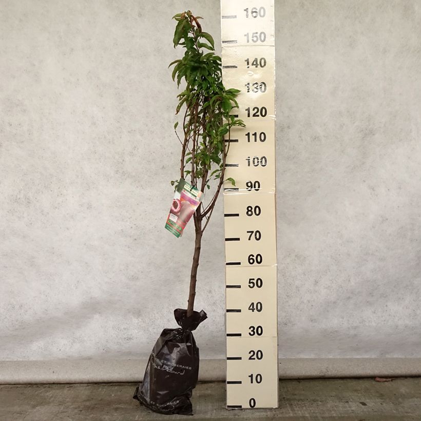 Exemplaar van Bloedperzik Sanguine Vineuse - Prunus persica Plantklare kluit, Kelkvormig zoals geleverd in de zomer