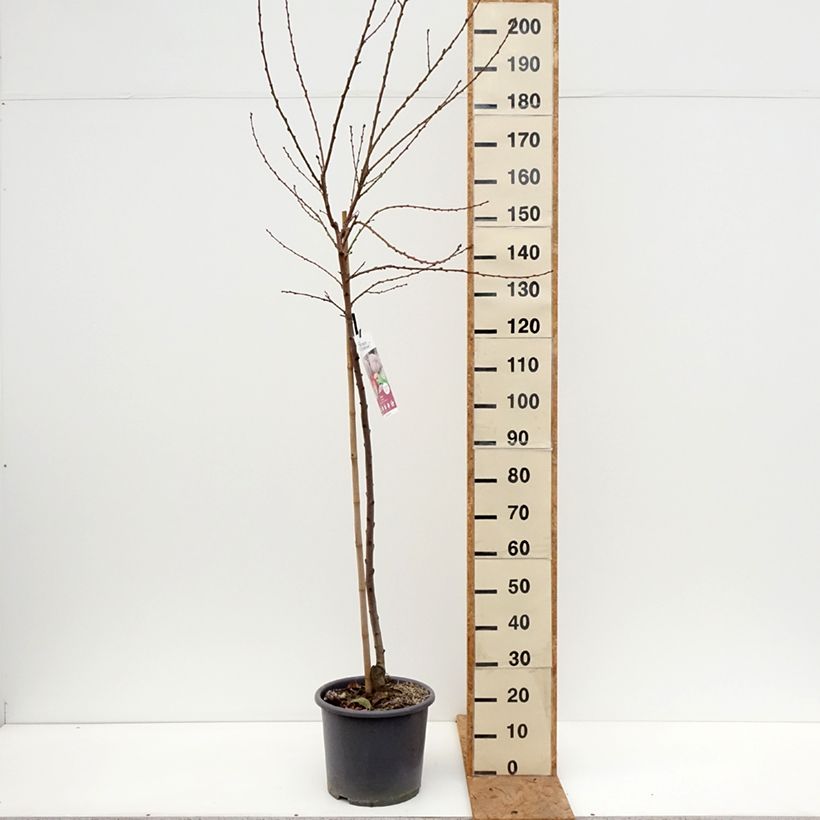 Exemplaar van Bloedperzik Sanguine Vineuse - Prunus persica Pot van 7,5 l/10 l, Kelkvormig zoals geleverd in de herfst