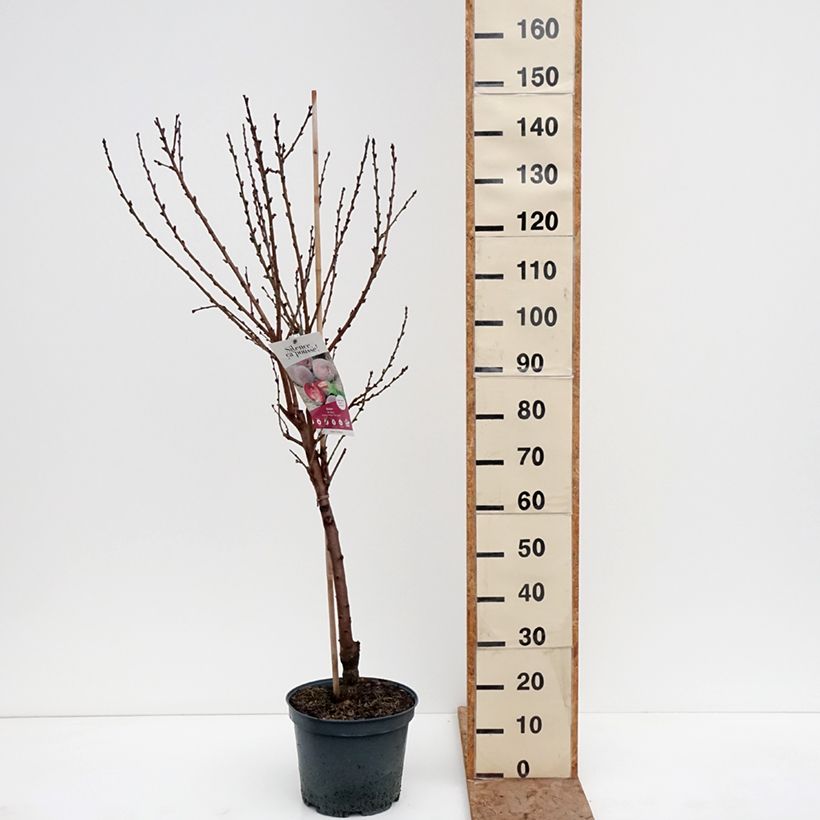 Exemplaar van Bloedperzik Sanguine Vineuse - Prunus persica Pot van 7,5 l/10 l, Kelkvormig zoals geleverd in de winter