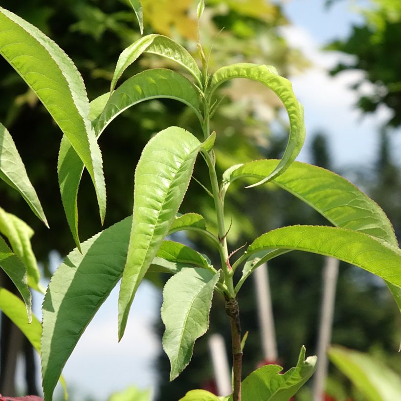 Perzik Dixired (Blad)