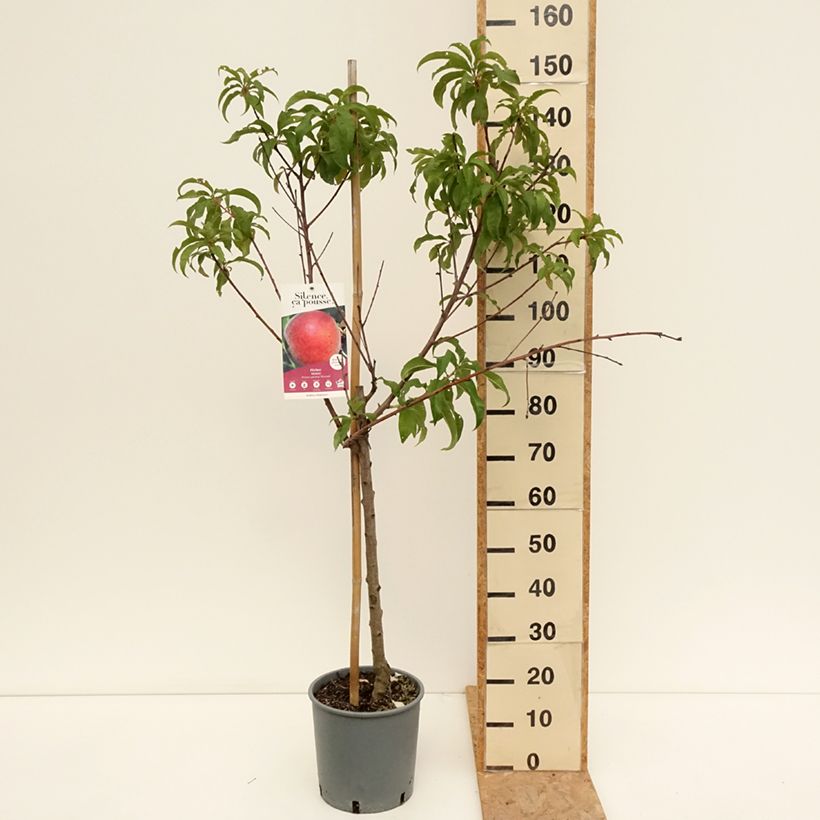 Exemplaar van Perzik Dixired Pot van 7,5 l/10 l, Kelkvormig zoals geleverd in de zomer