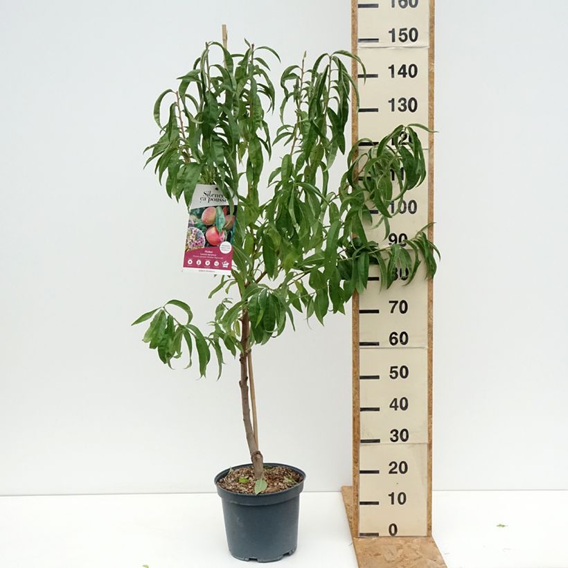 Exemplaar van Perzik Grosse Mignonne Pot van 7,5 l/10 l, Kelkvormig zoals geleverd in de zomer