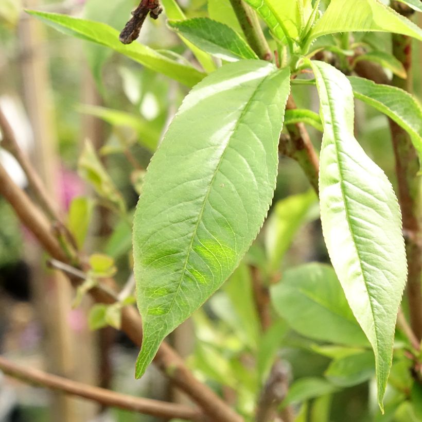 Perzik Michelini (Blad)