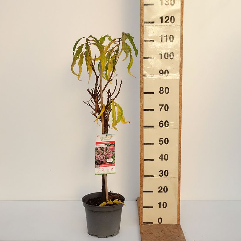 Exemplaar van Dwergperzik Pix Zee Pot van 6 l/7 l, Kwartstam zoals geleverd in de herfst