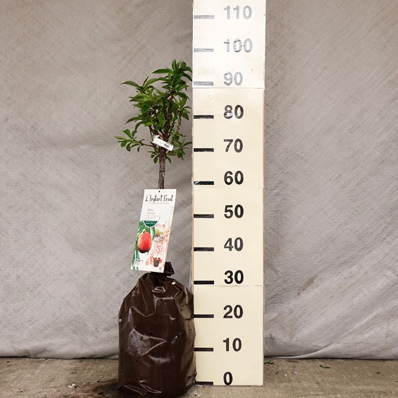 Exemplaar van Dwergperzik Bonanza Georges Delbard Plantklare kluit, Kwartstam zoals geleverd in de lente