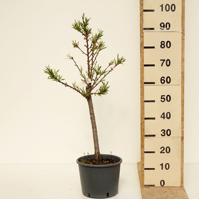 Exemplaar van Dwergperzik Bonanza Georges Delbard Pot van 7,5 l/10 l, Kwartstam zoals geleverd in de lente