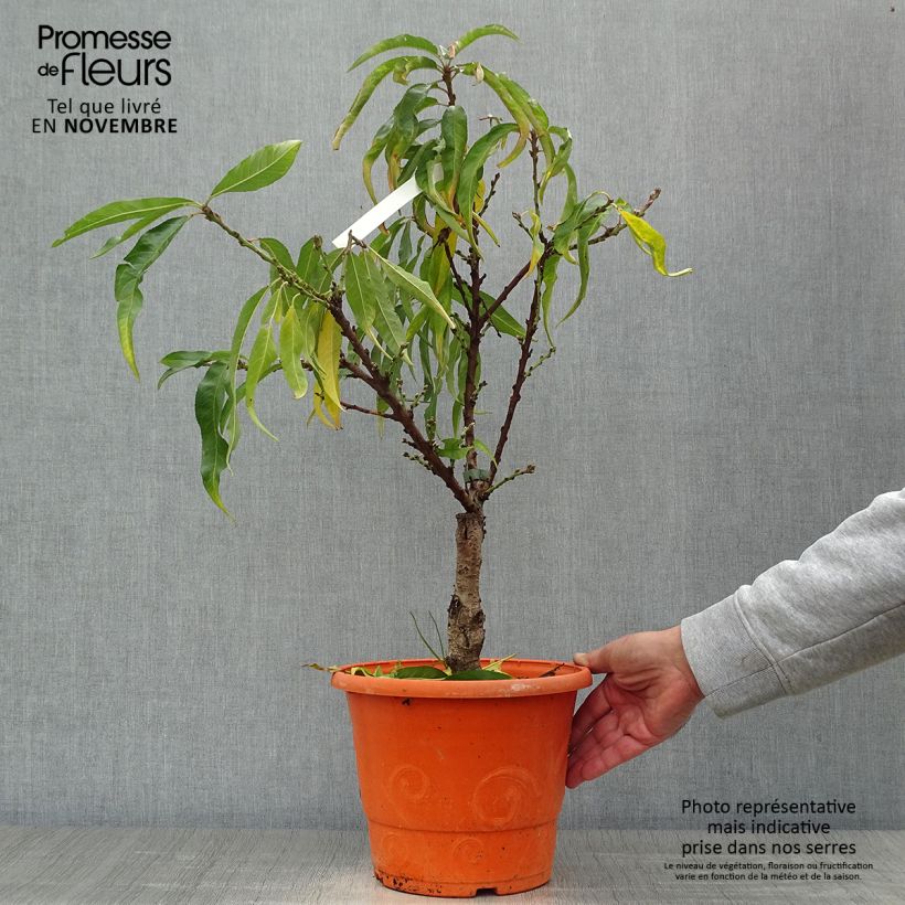 Exemplaar van Dwergperzik Diamond Zaipevi Pot van 6 l/7 l, Kwartstam zoals geleverd in de herfst