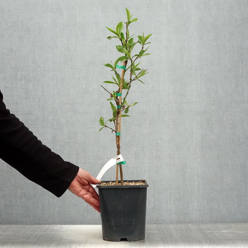 Exemplaar van Dwergperzik Fruit Me Peach Me Donut Pot van 4 l/5 l, Dwerg zoals geleverd in de lente