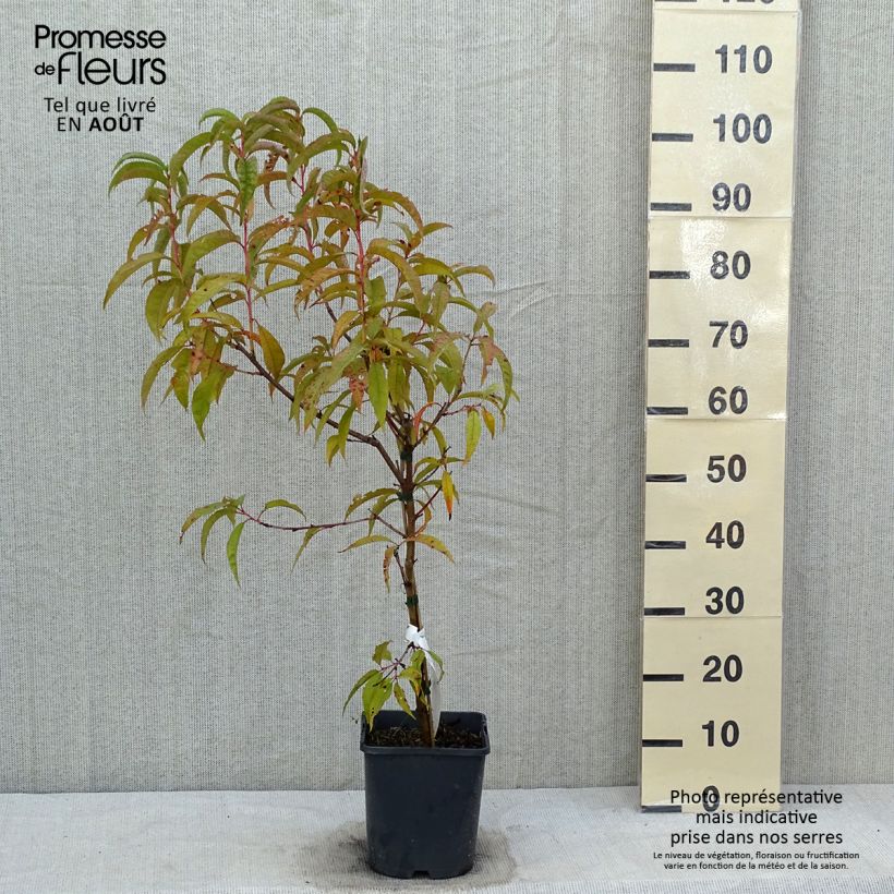 Exemplaar van Dwergperzik Fruit Me Peach Me Red Pot van 4 l/5 l, Dwerg zoals geleverd in de zomer