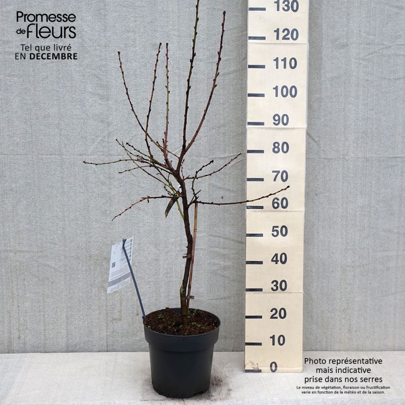 Exemplaar van Dwergperzik Ice Peach Fruit Me® Pot van 7,5 l/10 l, Kwartstam zoals geleverd in de herfst
