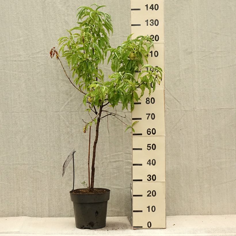 Exemplaar van Dwergperzik Ice Peach Fruit Me® Pot van 7,5 l/10 l, Kwartstam zoals geleverd in de zomer