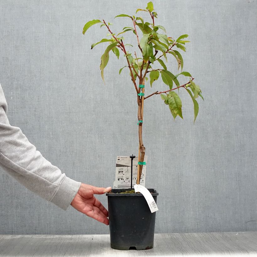 Exemplaar van Dwergnectarine Fruit Me Necta Me Pot van 4 l/5 l, Dwerg zoals geleverd in de zomer
