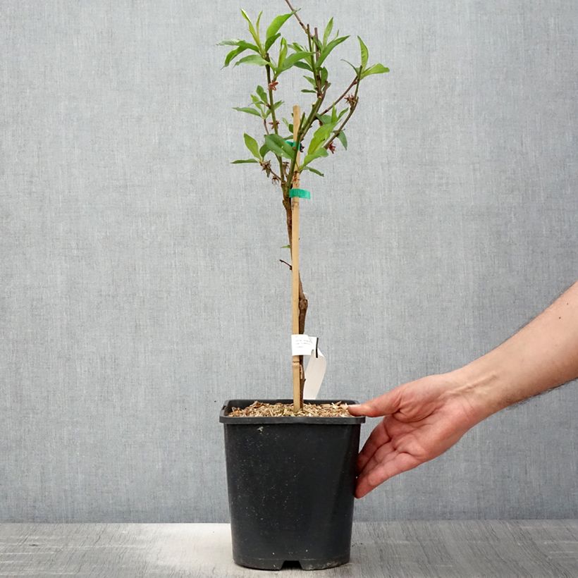 Exemplaar van Dwergnectarine Fruit Me Necta Me Pot van 4 l/5 l, Dwerg zoals geleverd in de lente