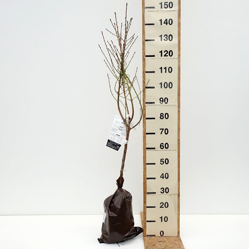 Exemplaar van Perzik Orlandine Georges Delbard Plantklare kluit, Kelkvormig zoals geleverd in de herfst