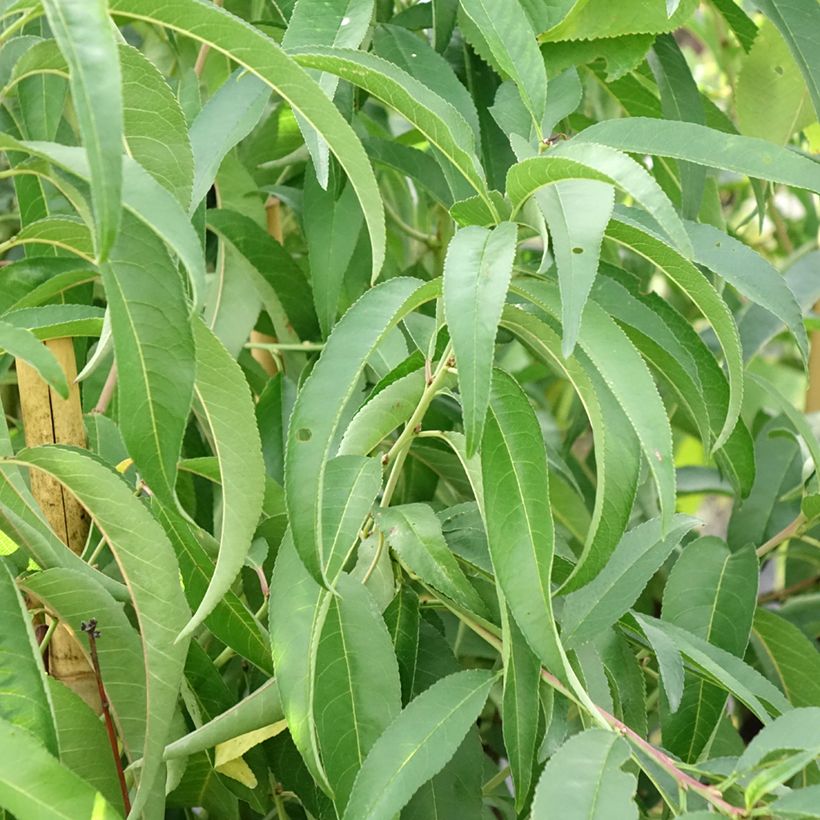 Platte perzik Platicarpa Bianca (Blad)