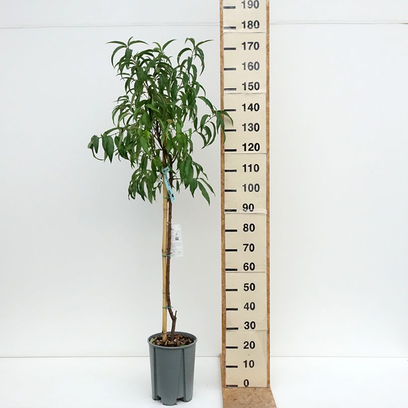 Exemplaar van Platte perzik Platicarpa Bianca Pot van 7,5 l/10 l, Half-hoge stam zoals geleverd in de zomer
