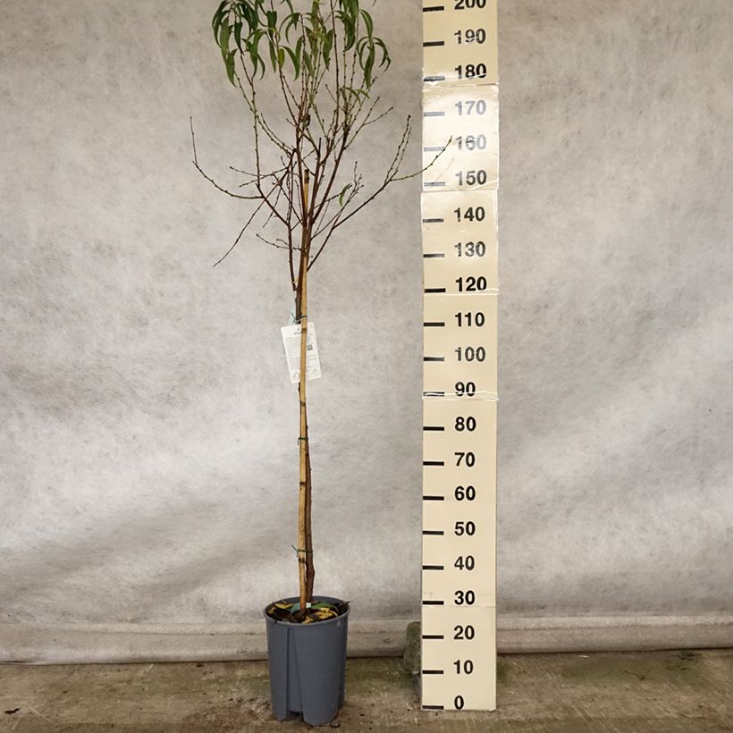 Exemplaar van Platte perzik Platicarpa Bianca Pot van 7,5 l/10 l, Half-hoge stam zoals geleverd in de herfst