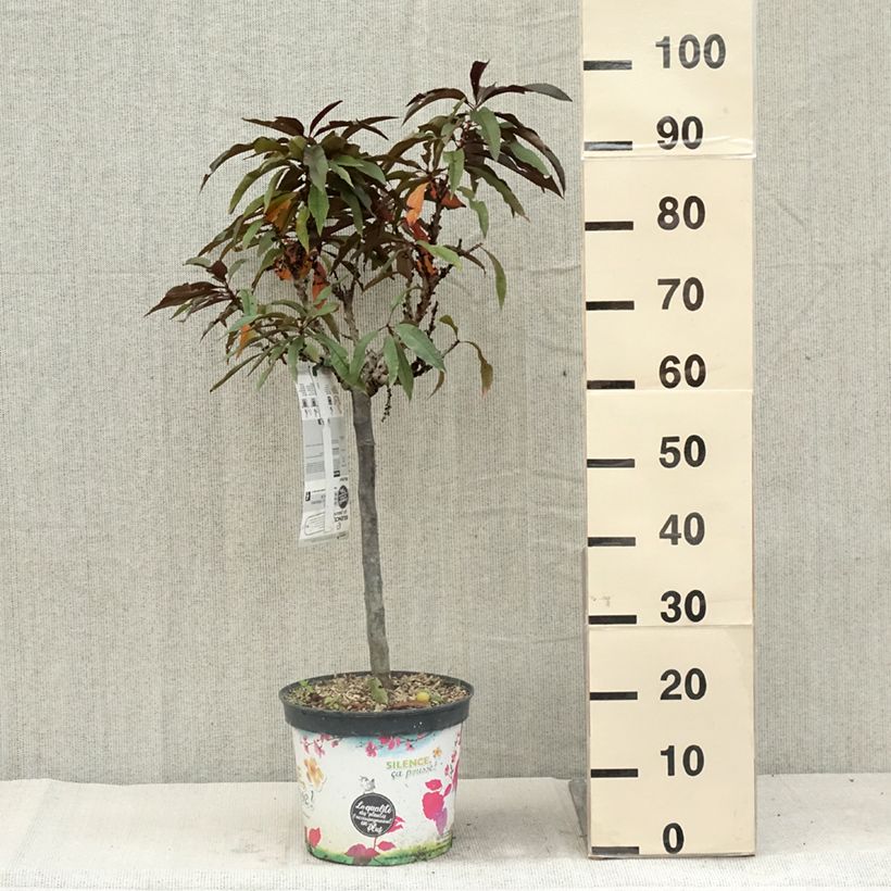 Exemplaar van Dwergperzik Crimson Bonfire Pot van 6 l/7 l, Kwartstam zoals geleverd in de zomer