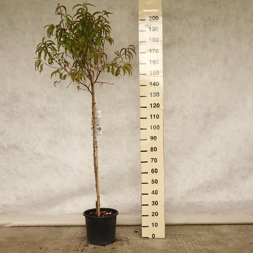 Exemplaar van Perzik Redhaven Pot van 7,5 l/10 l, Half-hoge stam zoals geleverd in de zomer