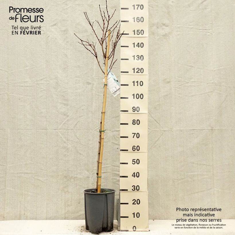 Exemplaar van Perzik Redwing Pot van 7,5 l/10 l, Half-hoge stam zoals geleverd in de winter