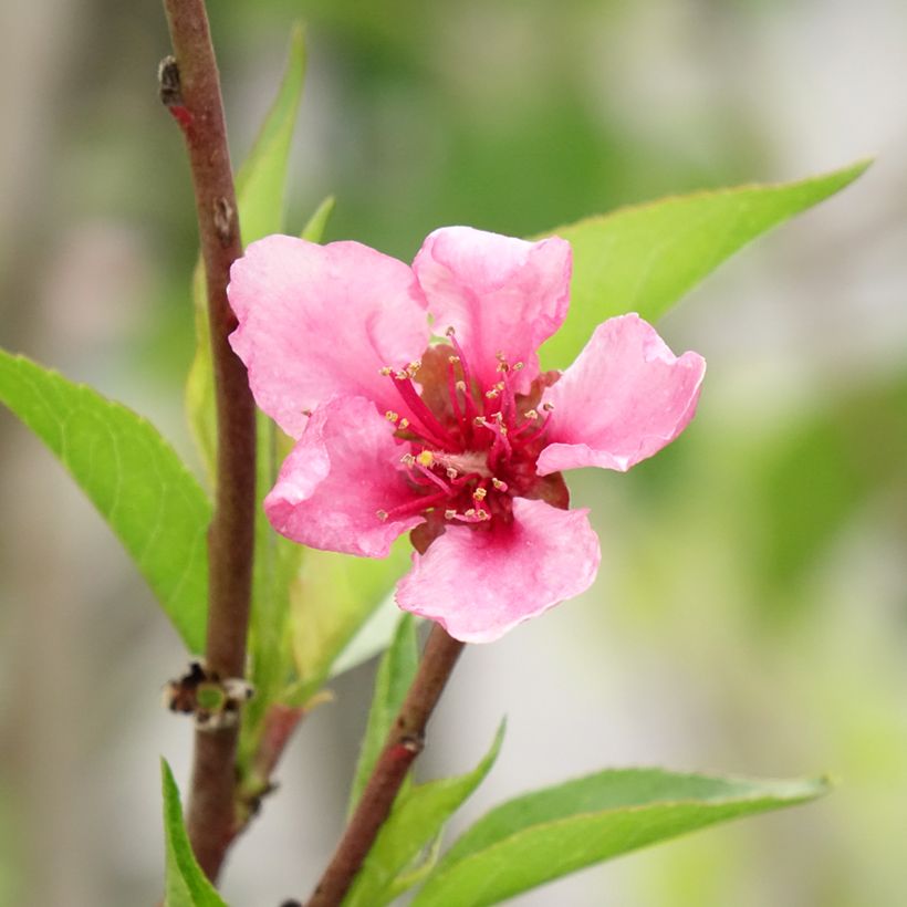 Perzik Redwing (Bloei)