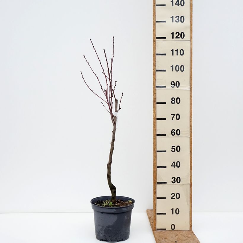 Exemplaar van Perzik Koningin van de Boomgaarden Pot van 7,5 l/10 l, Kelkvormig zoals geleverd in de herfst