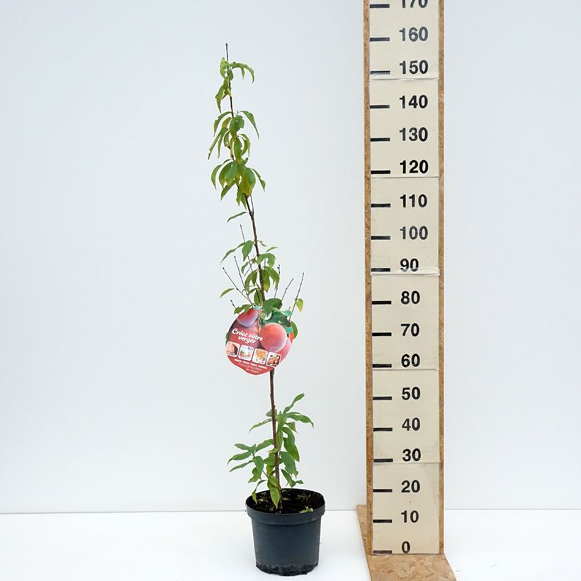 Exemplaar van Perzik Koningin van de Boomgaarden Pot van 7,5 l/10 l, Kelkvormig zoals geleverd in de zomer