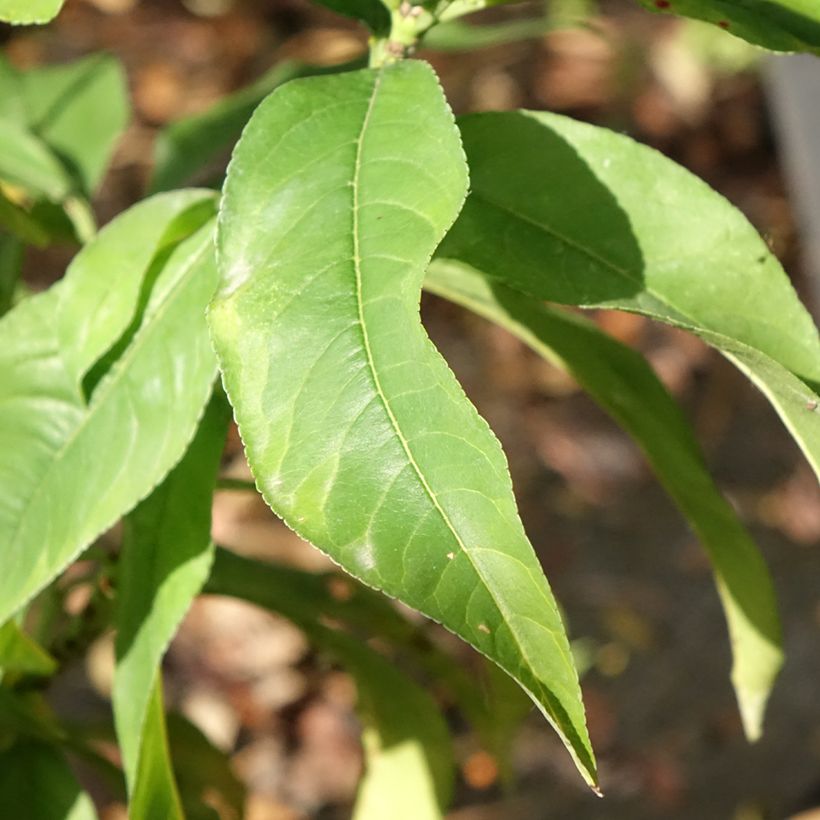 Perzik Koningin van de Boomgaarden (Blad)