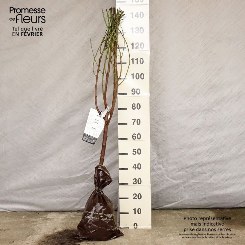 Exemplaar van Platte perzik Saturne Georges Delbard Plantklare kluit, Kelkvormig zoals geleverd in de winter