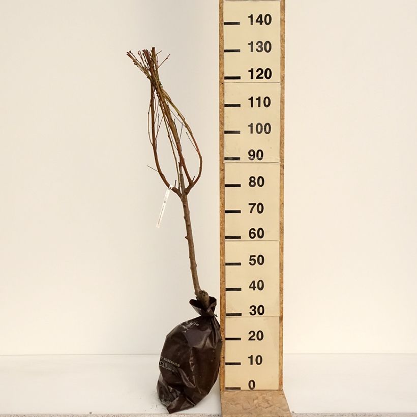 Exemplaar van Platte perzik Saturne Georges Delbard Plantklare kluit, Kelkvormig zoals geleverd in de lente