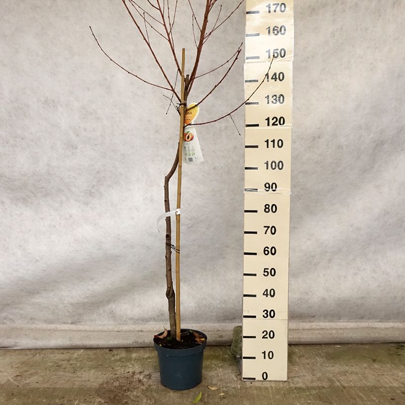 Exemplaar van Perzik Suncrest Pot van 7,5 l/10 l, Half-hoge stam zoals geleverd in de herfst