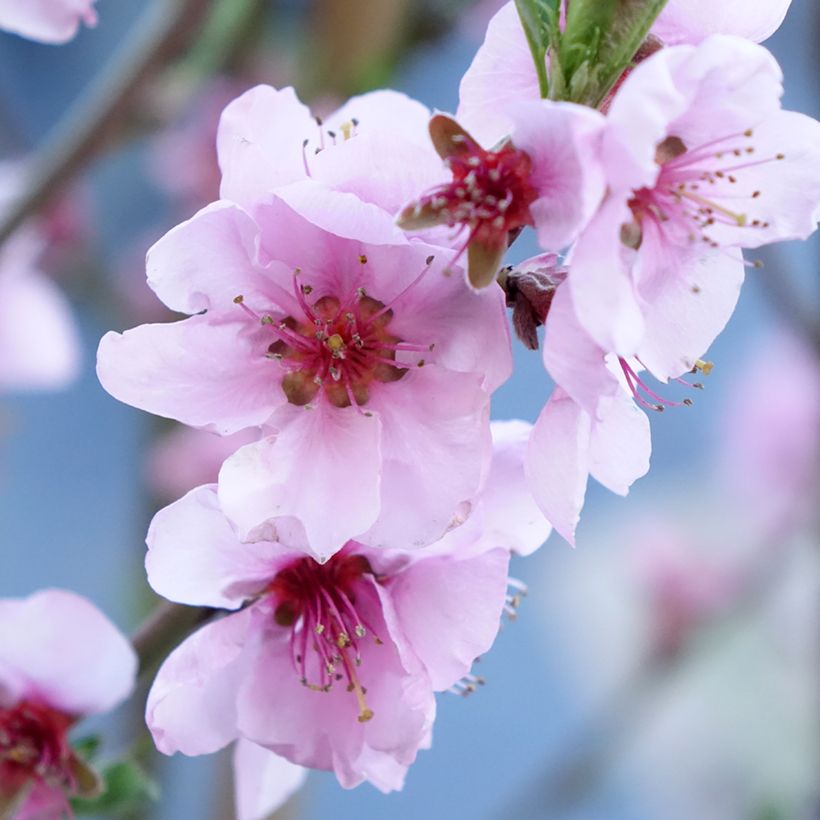 Perzik Suncrest (Bloei)